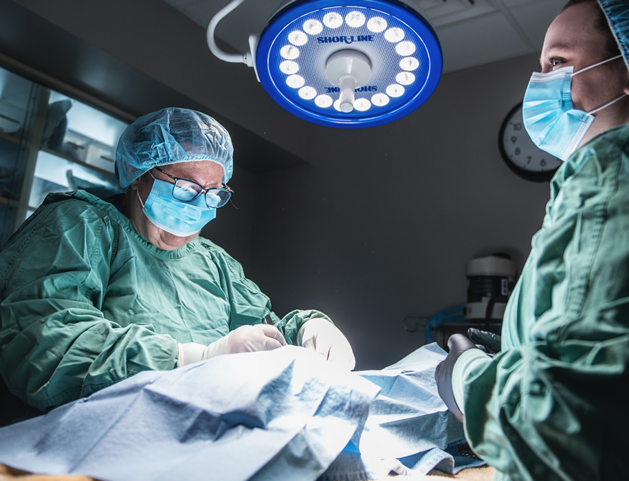 Vet performing surgery